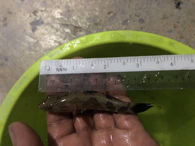 ikan ubi, ketutu