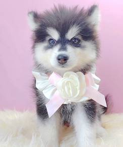 Pomsky