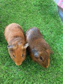 guinea pig 