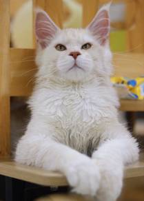 Cameo Maine Coon