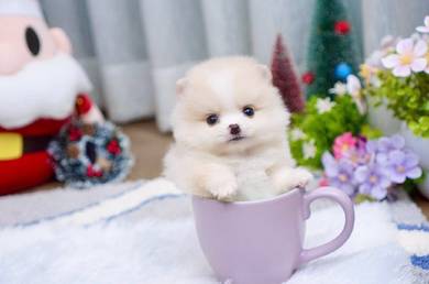 teacup Pomeranian puppies 
