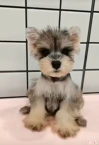 Schnauzer
