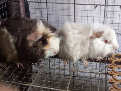 gunea pig sepasang