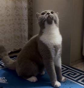 BSH Bicolor Lilac Male
