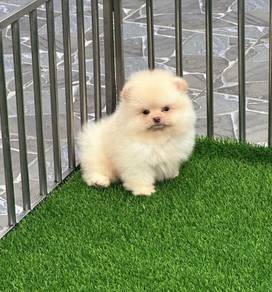 POMERANIAN PUPPIES A193 🌻 Sort of shine Boy~Girl