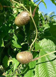 Buah ubi tum / kentang angin / sabung nyawa