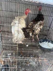 ayam