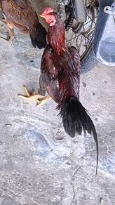 ayam sabung