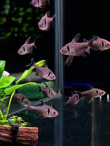 Phantom Black Tetra