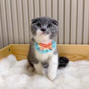 Scottish Fold Kitten
