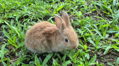 local bunny