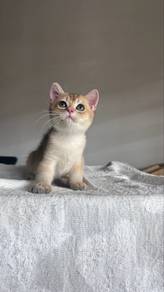 British Shorthair Male Kitten