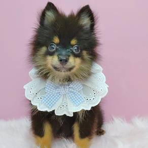 Pomeranian