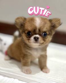 CHIHUAHUA PUPPIES VIP79🌷Head Apple Cute Dog