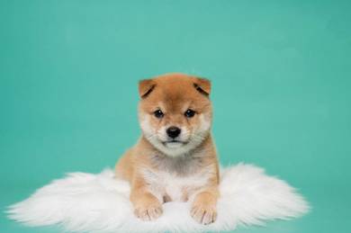 Shiba INu