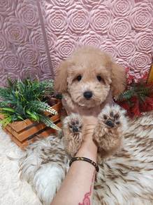 toy poodle