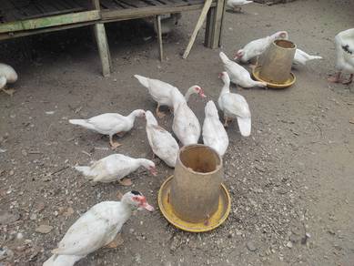 itik serati induk/matang
