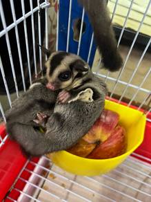 sugar glider