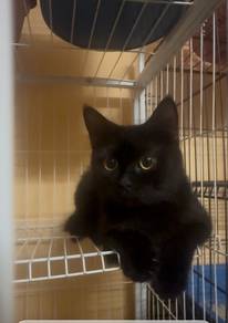BRitsh shorthair pure