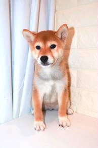 J0201 Shiba Inu Fox Face Curly Tail Puppy