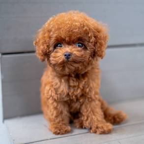 toy poodle 