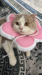 scottish fold mating