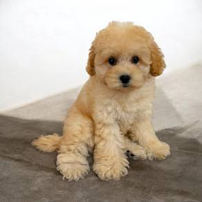 Teddy bear puppy