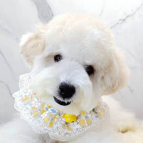 Maltipoo