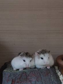 Hamster Robo Pied