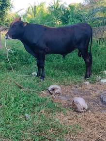 Lembu korban