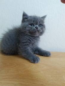 kitten