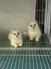 Kinkalow Munckin kitten