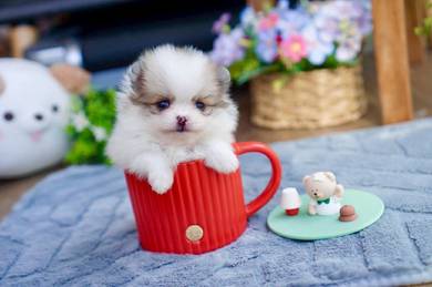 teacup Pomeranian MKA cert 