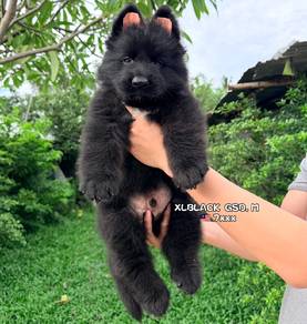 Black German shepherd 