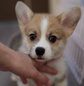 CORGI PUPPIES C209 🌻 cheeky Puppy Female