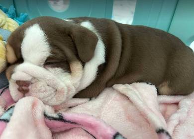 ENGLISH BULLDOG PUPPIES EB449 🐻 BullDog Available