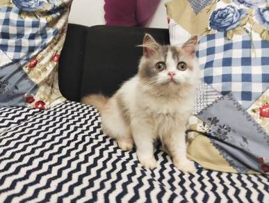 Cute Doll Face Kitten – Dilute Calico
