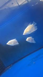 Kaloi albino