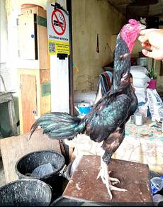 Ayam jantan