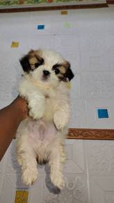 shih tzu puppies 