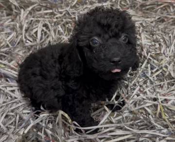 Cockerpoo