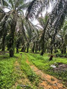 Agricultural Land in Kota Tinggi, JHR
