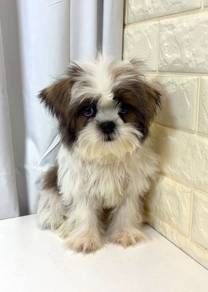 J0253 Shih Tzu Cute Doll Face Puppy