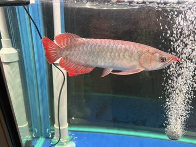 arowana sr sepauk