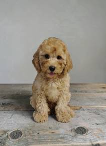 Toy poodle Male puppy Offer price 