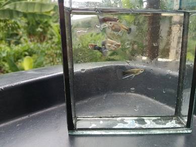 ikan guppy 