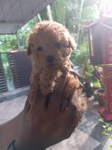 poodle