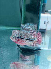 flowerhorn