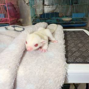 Female White Creamino Sugar Glider