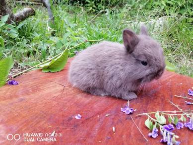 ND rabbit baby 